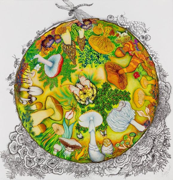 Champignons sauvages de nos bois